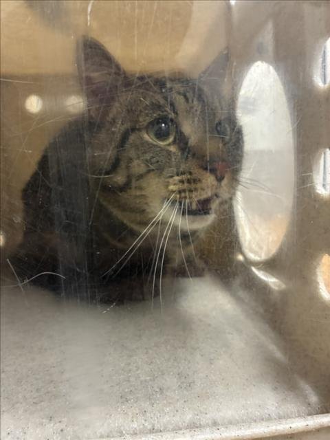 *TODAY - Domestic Short Hair available for adoption