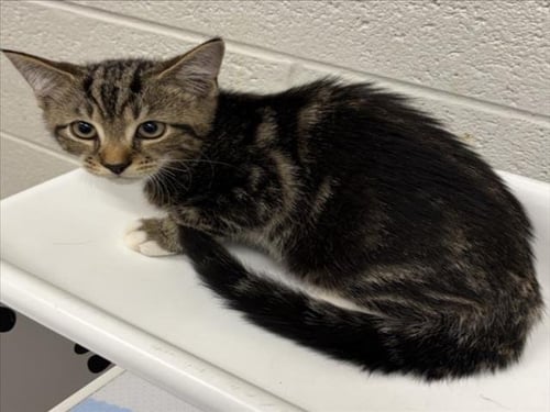 *CAITLIN CLARK - Domestic Short Hair available for adoption