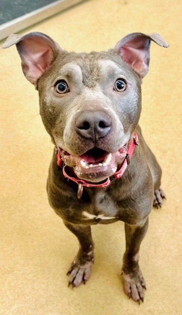 *RORY - American Pit Bull Terrier available for adoption
