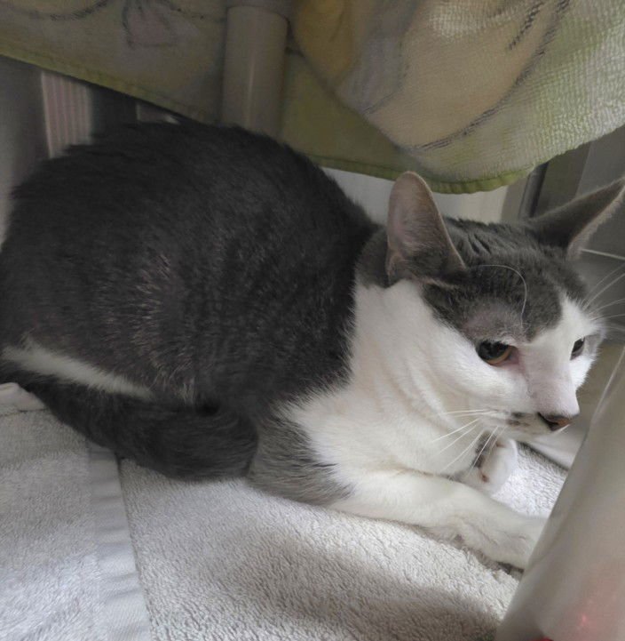 *CECILIA - Domestic Short Hair available for adoption