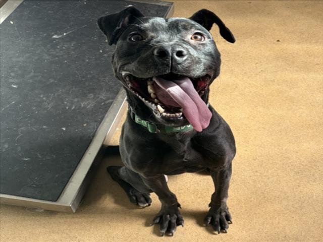 SMOKEY - American Pit Bull Terrier available for adoption