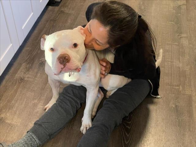 *ETON - American Pit Bull Terrier available for adoption