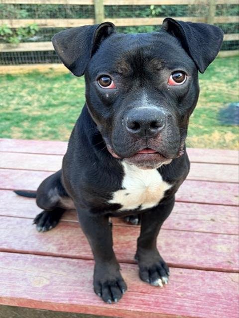 *PURDY - Boxer available for adoption
