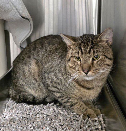 *WILLARD - Domestic Short Hair available for adoption