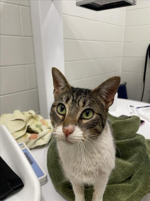 *GALADRIEL - Domestic Short Hair available for adoption