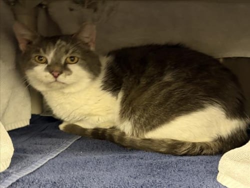 *CACHETES - Domestic Short Hair for adoption in Rockville