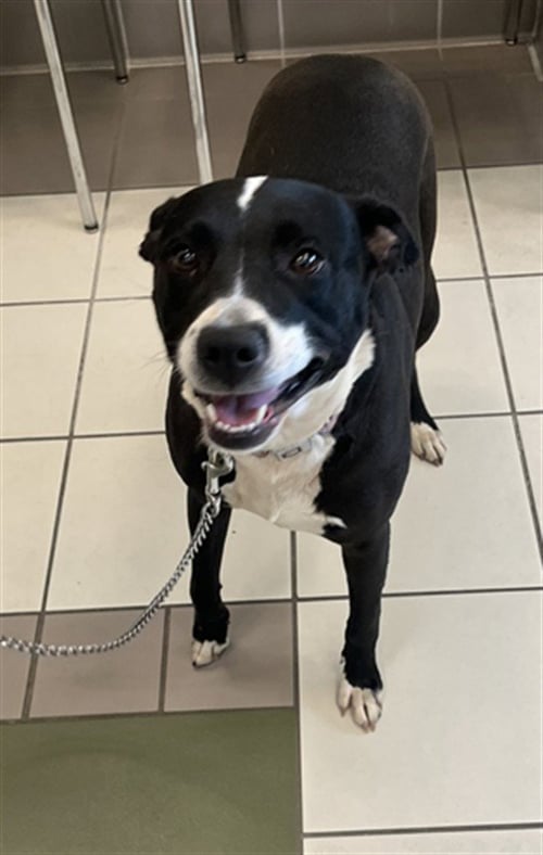 *PERDITA - American Pit Bull Terrier available for adoption