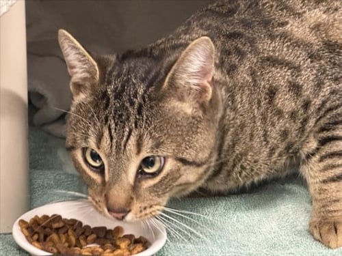 *LUKA - Domestic Short Hair available for adoption