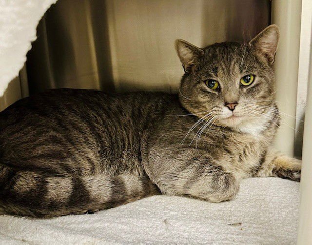 *GERALD - Domestic Short Hair available for adoption