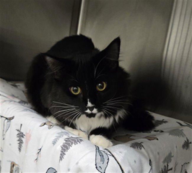 *QUEST PROTEIN CHIP - Domestic Medium Hair available for adoption