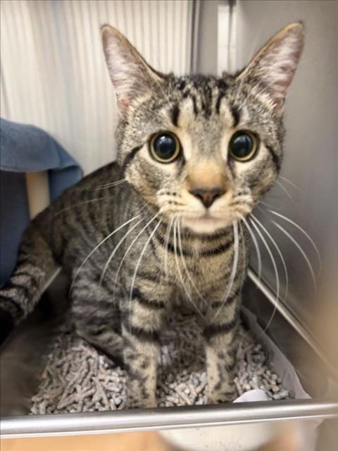 TALA - Domestic Short Hair available for adoption