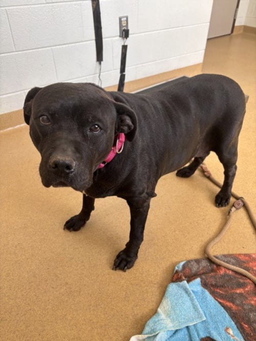 SASHA - American Pit Bull Terrier available for adoption