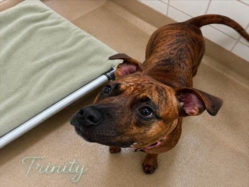 TRINITY - American Pit Bull Terrier available for adoption