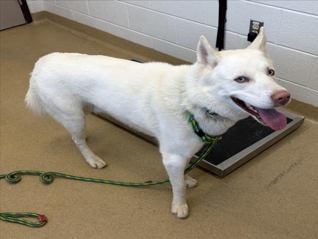 *SHILOH - Siberian Husky available for adoption