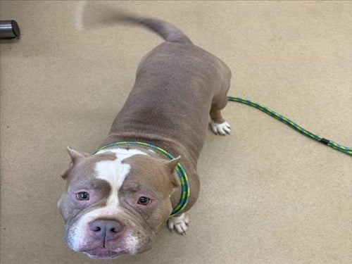 *FILBERT - American Pit Bull Terrier available for adoption