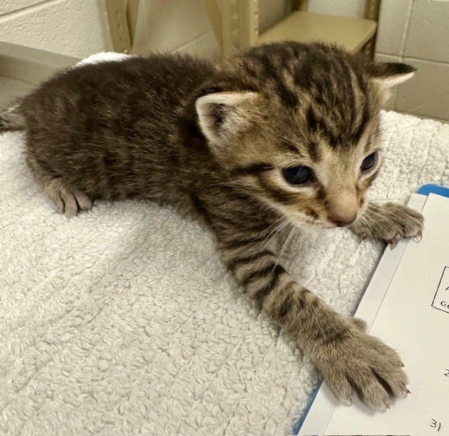 *SCARY SPICE - Domestic Short Hair available for adoption