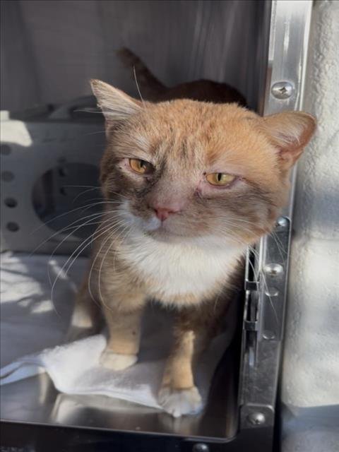 *PATTON - Domestic Short Hair available for adoption