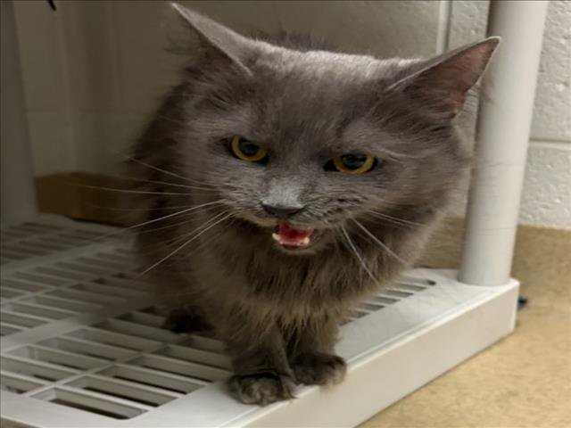 SMOKEY - Domestic Medium Hair available for adoption