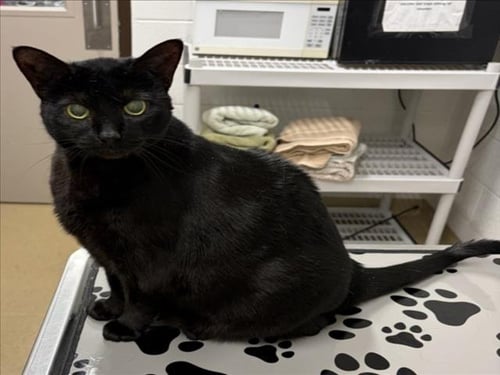 COLA - Domestic Short Hair available for adoption