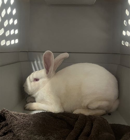 *PLAIN SUNDAE - Shorthaired Rabbit available for adoption