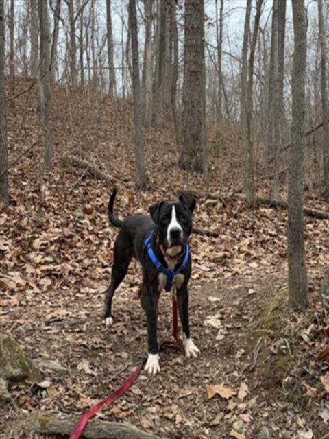 *EDGE - American Pit Bull Terrier available for adoption