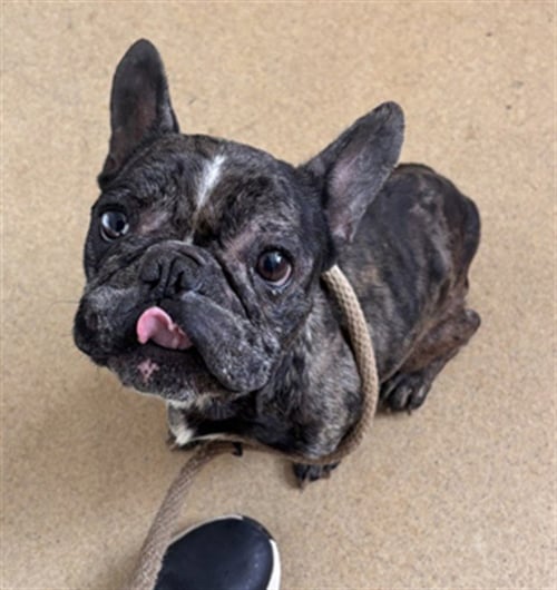 CHAZ-MA-TAZ - French Bulldog available for adoption