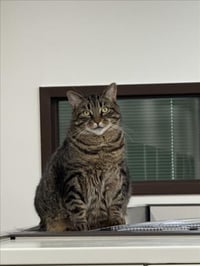KIRA - Photo 1
