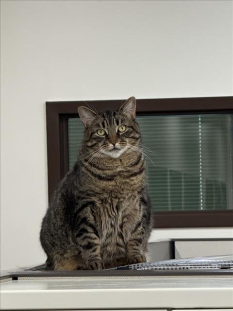 KIRA - Domestic Short Hair available for adoption