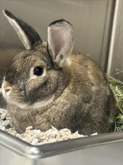 *CLOPPER - Shorthaired Rabbit available for adoption