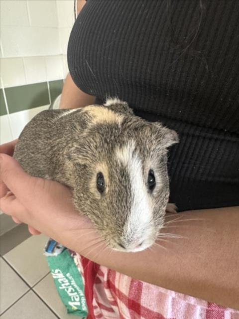 ELSA - Guinea Pig available for adoption