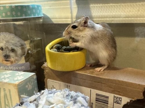 *RAINBOW - Gerbil available for adoption