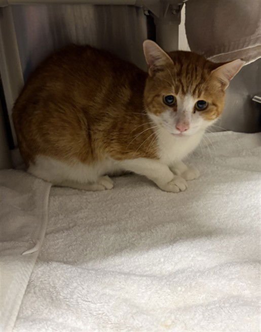 *TEMPTATIONS - Domestic Short Hair available for adoption