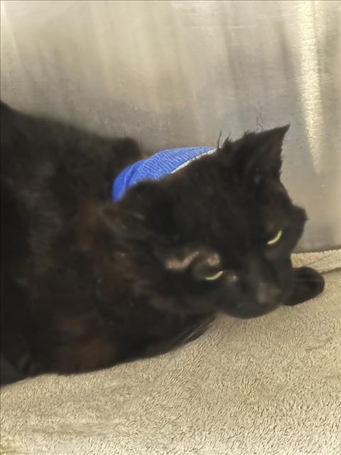 *CHUCK - Domestic Short Hair available for adoption