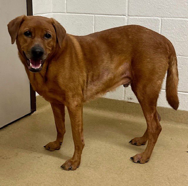 *BUSTER BROWN - Labrador Retriever available for adoption