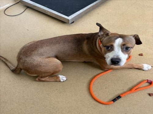 *COURAGE - Boxer available for adoption