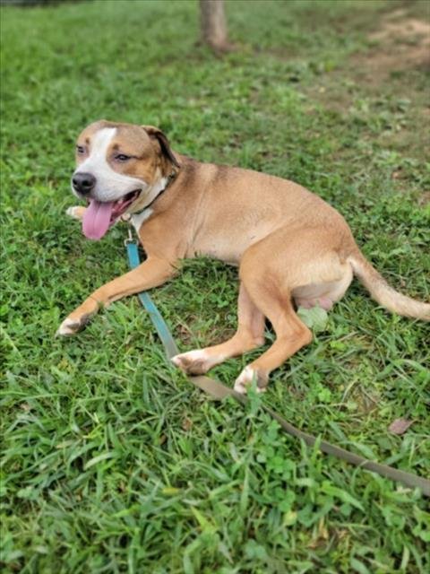 *COURAGE - Boxer available for adoption