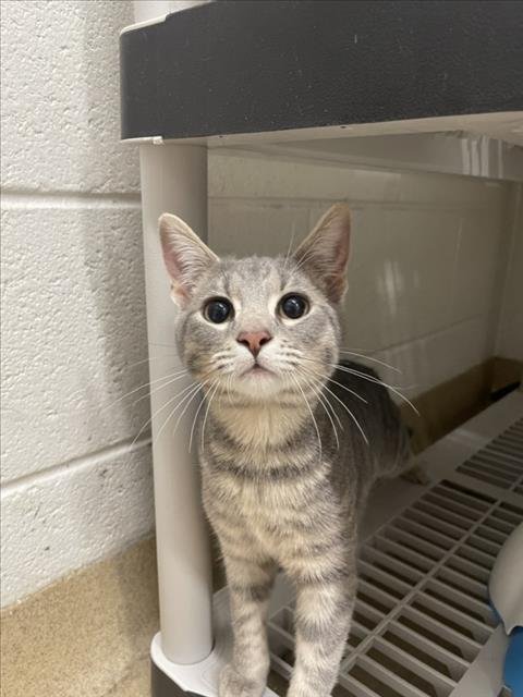 *DELIGHTFUL - Domestic Short Hair available for adoption