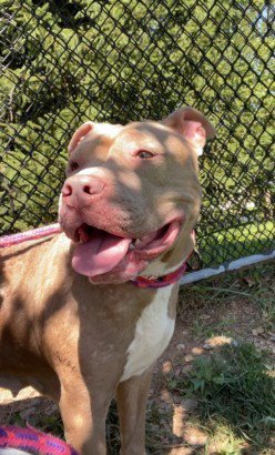 *ACORN - American Pit Bull Terrier available for adoption