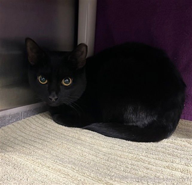 *BOOSIE - Domestic Short Hair available for adoption