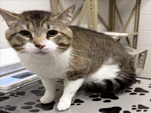 *LT. CHONKERS - Domestic Short Hair available for adoption