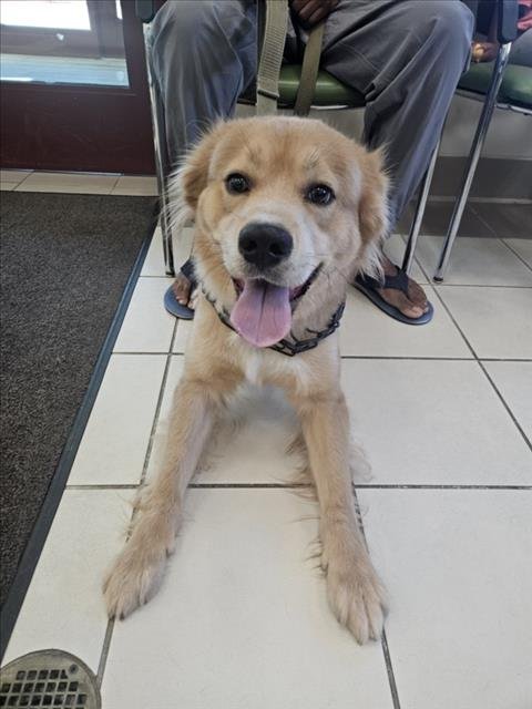 ADONIS - Border Collie / Husky available for adoption