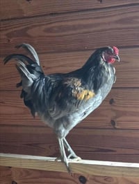 *LEGHORN - Photo 1