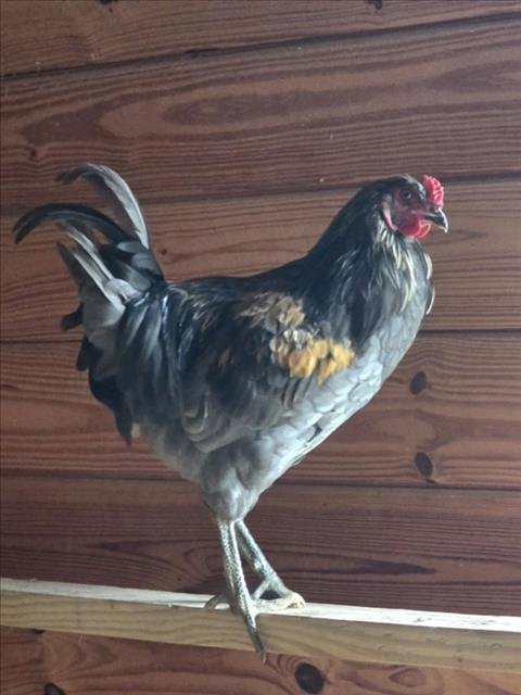 *LEGHORN - Chicken available for adoption