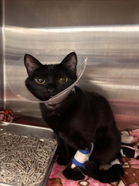 RIO - Domestic Short Hair available for adoption