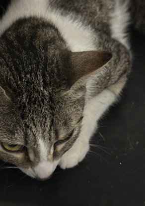 FIONA - Domestic Short Hair available for adoption