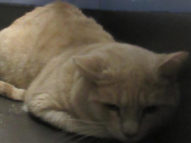 *REGINALD - Domestic Short Hair available for adoption