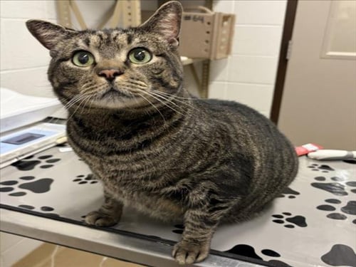 TIGGER - Domestic Short Hair available for adoption