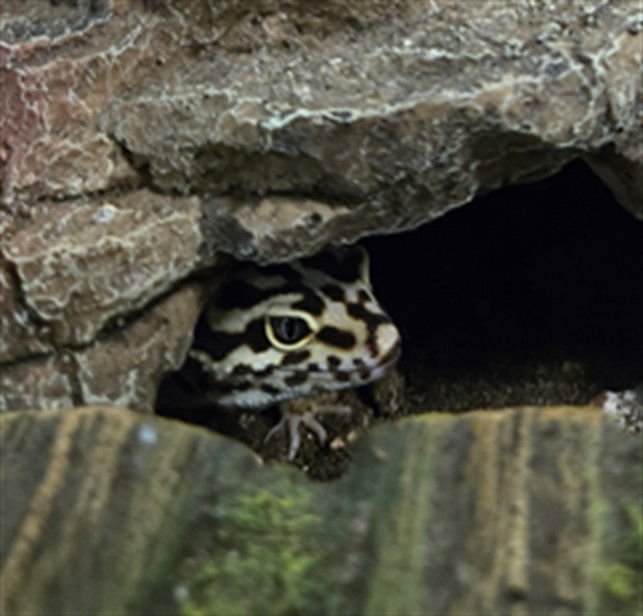 *QUEEN ELIZARDBETH - Lizard available for adoption