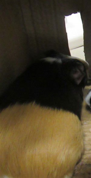 *ADAM - Guinea Pig available for adoption