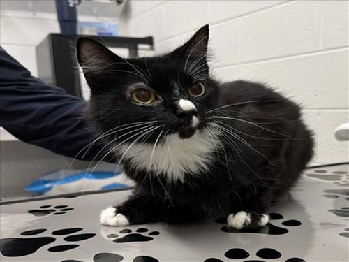 *SUNDAY - Domestic Short Hair available for adoption
